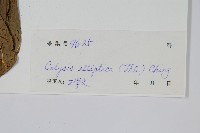 橢圓線蕨藏品圖，第2張