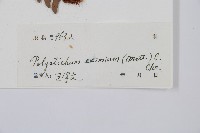 阿里山耳蕨藏品圖，第2張