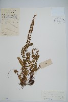 登錄號:P004779藏品圖，第1張