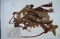 東方莢果蕨藏品圖，第1張
