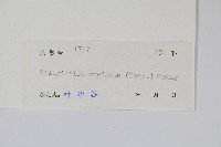 翠雲草、藍草藏品圖，第2張