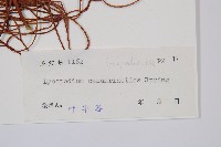 木賊葉石松藏品圖，第2張