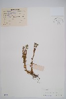 千層塔藏品圖，第1張