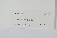 天草鳳尾蕨藏品圖，第2張