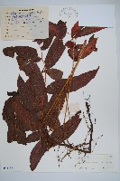 維江新月蕨藏品圖，第1張