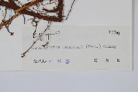 維江新月蕨藏品圖，第2張