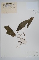 單葉新月蕨藏品圖，第1張