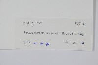 單葉新月蕨藏品圖，第2張