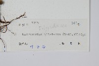 箭葉星蕨藏品圖，第2張