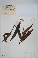 波氏星蕨藏品圖，第1張