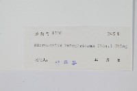 波氏星蕨藏品圖，第2張