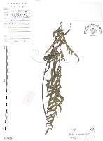 半邊羽裂鳳尾蕨藏品圖，第1張