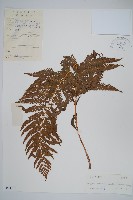 假毛蕨藏品圖，第1張