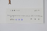 假毛蕨藏品圖，第2張