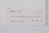 日本蹄蓋蕨藏品圖，第3張