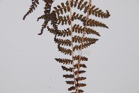 日本蹄蓋蕨藏品圖，第4張