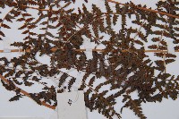 日本蹄蓋蕨藏品圖，第5張