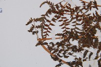 日本蹄蓋蕨藏品圖，第6張