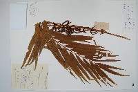 華南紫萁藏品圖，第1張