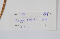 華南紫萁藏品圖，第2張