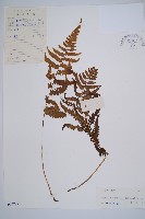 假蹄蓋蕨藏品圖，第1張