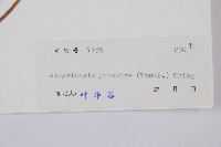 假蹄蓋蕨藏品圖，第3張