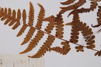 假蹄蓋蕨藏品圖，第4張