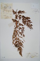 烏蕨藏品圖，第1張