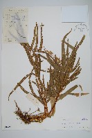 鳳尾蕨藏品圖，第1張