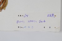 鳳尾蕨藏品圖，第2張