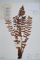 貫眾蕨藏品圖，第1張