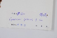 貫眾蕨藏品圖，第2張