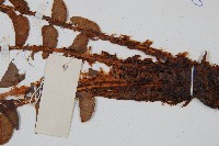 貫眾蕨藏品圖，第3張