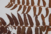 貫眾蕨藏品圖，第5張