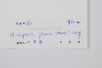 裏白藏品圖，第2張