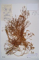 木賊葉石松藏品圖，第1張