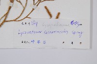 木賊葉石松藏品圖，第2張