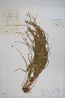 豬鬣鳳尾蕨藏品圖，第1張