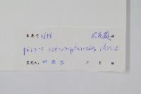 豬鬣鳳尾蕨藏品圖，第2張