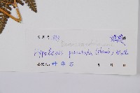 姬蕨藏品圖，第2張