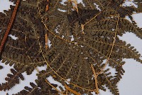 姬蕨藏品圖，第3張