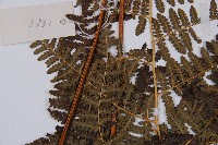 姬蕨藏品圖，第4張