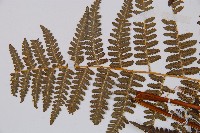 姬蕨藏品圖，第5張