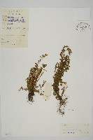 縮羽鐵角蕨藏品圖，第1張