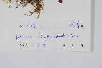 石葦藏品圖，第2張