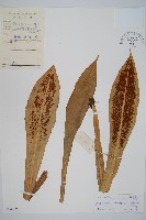 狹基巢蕨藏品圖，第1張