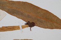 狹基巢蕨藏品圖，第4張