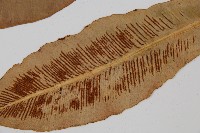 狹基巢蕨藏品圖，第5張