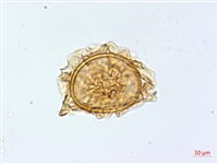 狹基巢蕨藏品圖，第2張