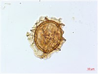 狹基巢蕨藏品圖，第3張